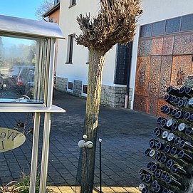 Weingut Bamberg Oberbillig (1)