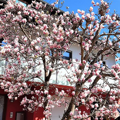 Foto: Magnolia in voller Blüte