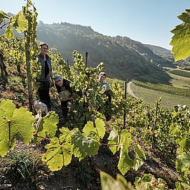Weinhof Herrenberg Schoden (2)