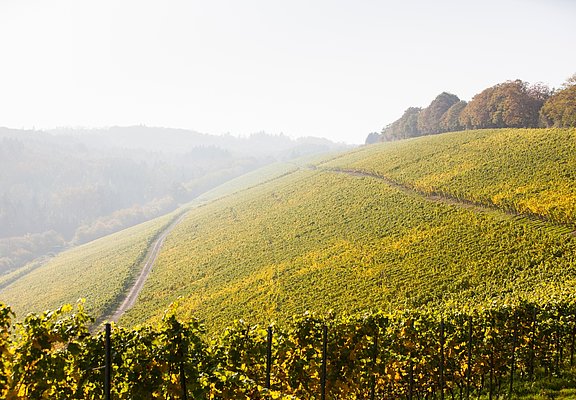 Weinberge im Ruwertal
