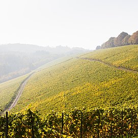 Weinberge im Ruwertal