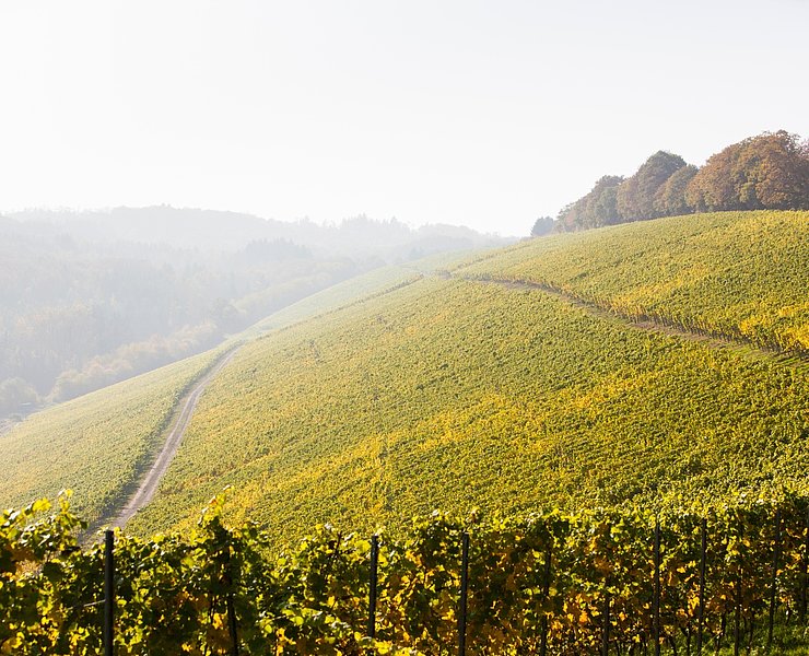 Weinberge im Ruwertal