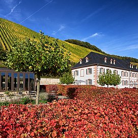 Weingut Cantzheim (4)
