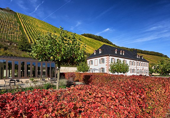 Weingut Cantzheim (4)