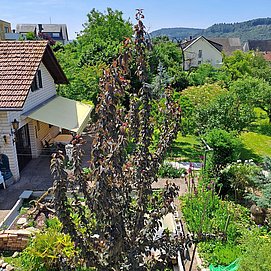 Ferienhaus Ma Cabane Saarburg (04)