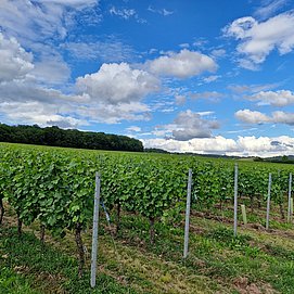 Konzer Höhenrunde: Weinberge vor Falkensteiner Kapelle