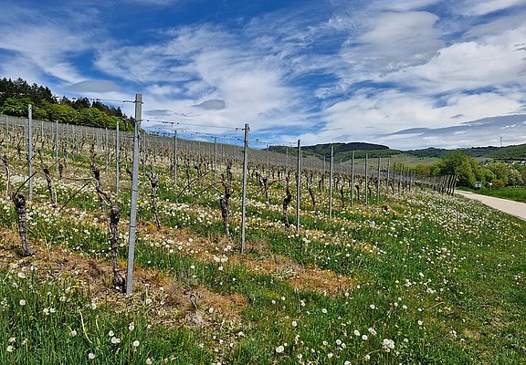 Weinberge bei Oberemmel