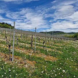 Weinberge bei Oberemmel