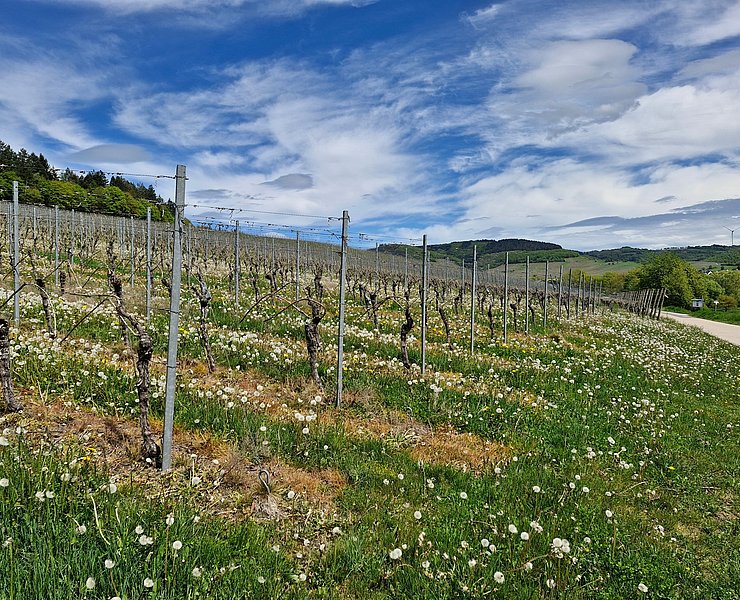 Weinberge bei Oberemmel