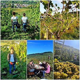 Weingut Permesang (7)