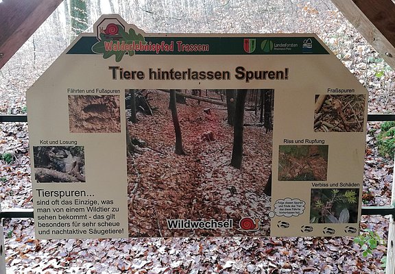 Säugetiere und Jagd (2)