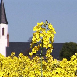 Pfarrkirche St. Martin in Merzkirchen