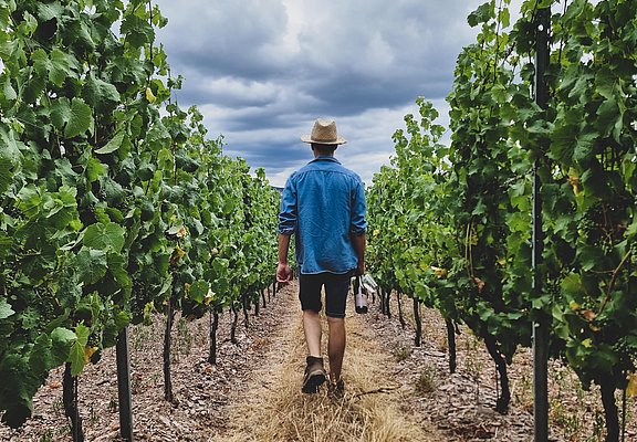 Weingut Schuster Oberemmel (01)