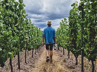 Weingut Schuster Oberemmel (01)