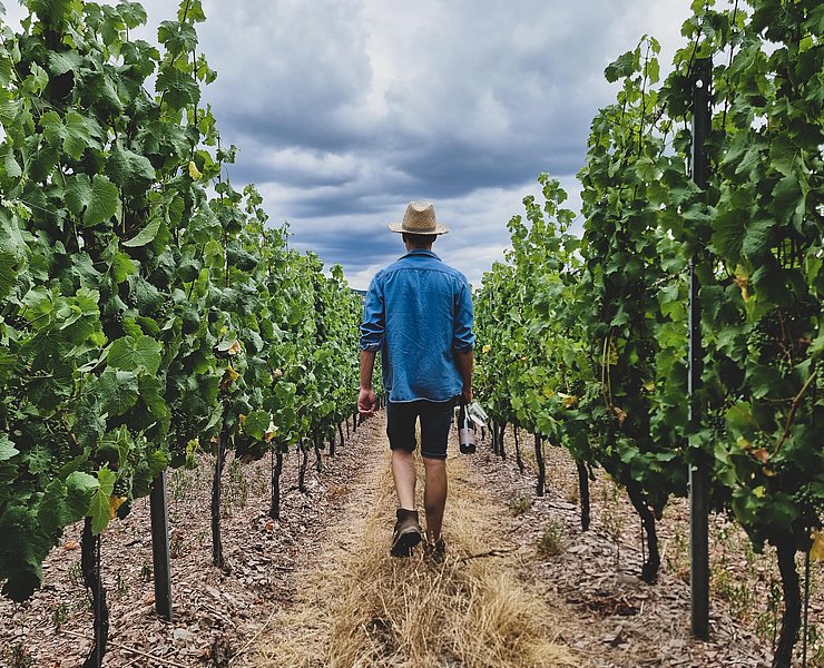 Weingut Schuster Oberemmel (01)