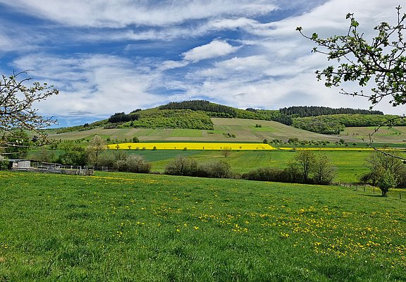 Blick auf die Weinberge von Oberemmel
