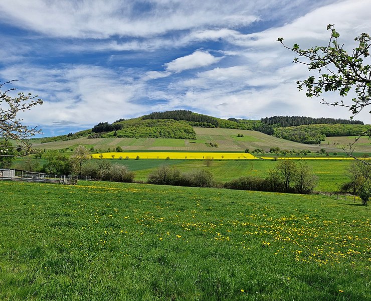 Blick auf die Weinberge von Oberemmel
