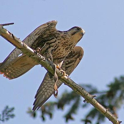 Foto: Greifvogelpark (3)