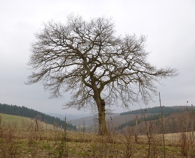 Eiche auf der Hunsrückhöhe