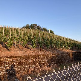 Weinberg hinterm Gartenzaun
