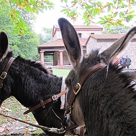 Eselwanderung zur Römischen Tempelanlage Tawern