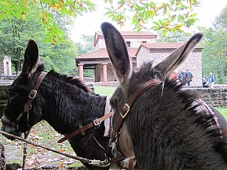 Eselwanderung zur Römischen Tempelanlage Tawern