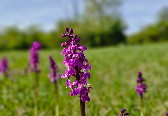 Orchideen Wasserliesch