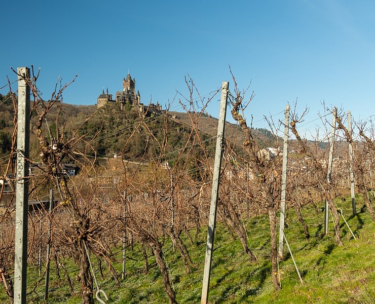 Auf dem Moselsteig bei Cochem