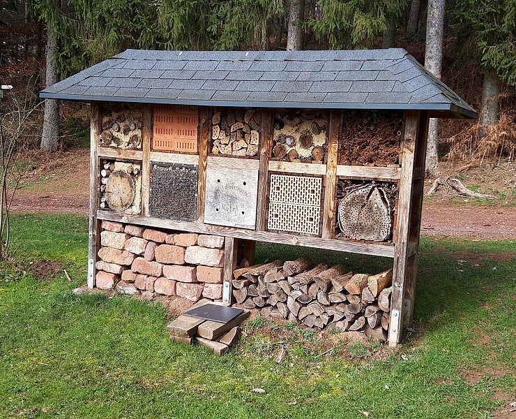 Insekten des Waldes (1)