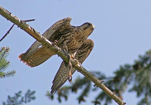 Greifvogelpark (3)