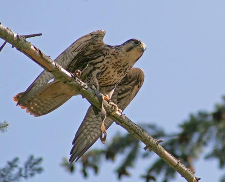 Greifvogelpark (3)