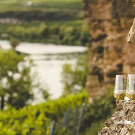 SAUERWEINS Weingut