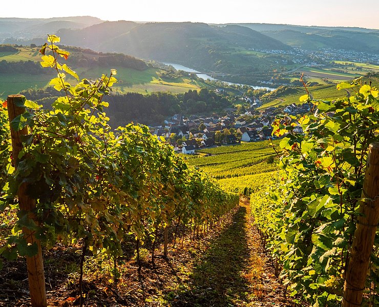 Saar-Riesling-Steig mit Blick auf Ockfen