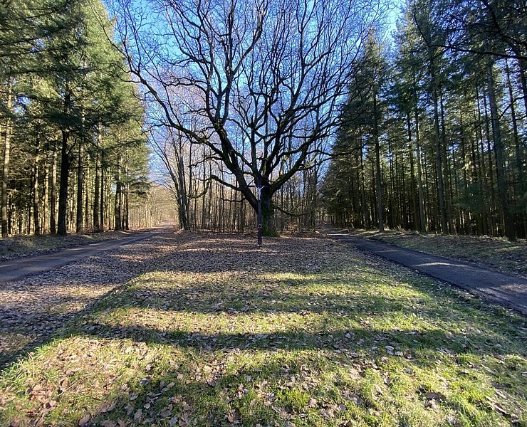 Krohkreuz (02)