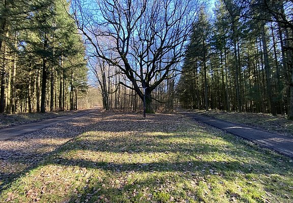 Krohkreuz (02)
