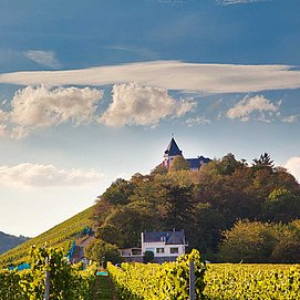 Mosel - Sehenswürdigkeiten - Marienburg - Weinberg - Sonne - Zeller Land
