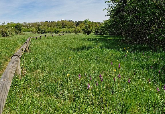 Orchideenpfad Wasserliesch (1)
