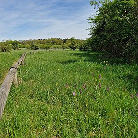Orchideenpfad Wasserliesch (1)
