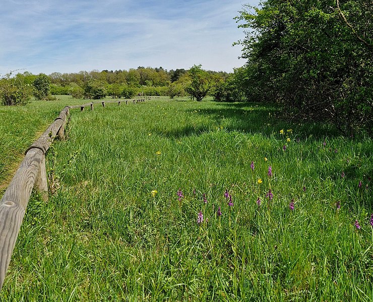 Orchideenpfad Wasserliesch (1)