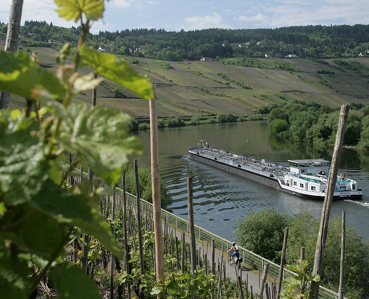 Mosel-Radweg bei Trittenheim