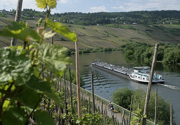 Mosel-Radweg bei Trittenheim