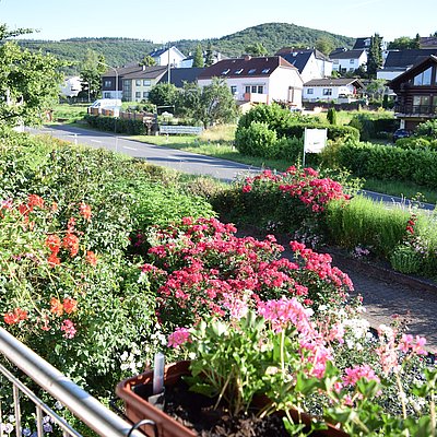 Foto: Weingut Raevenhof Ayl (05)