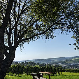 Landschaft rund um Oberbillig