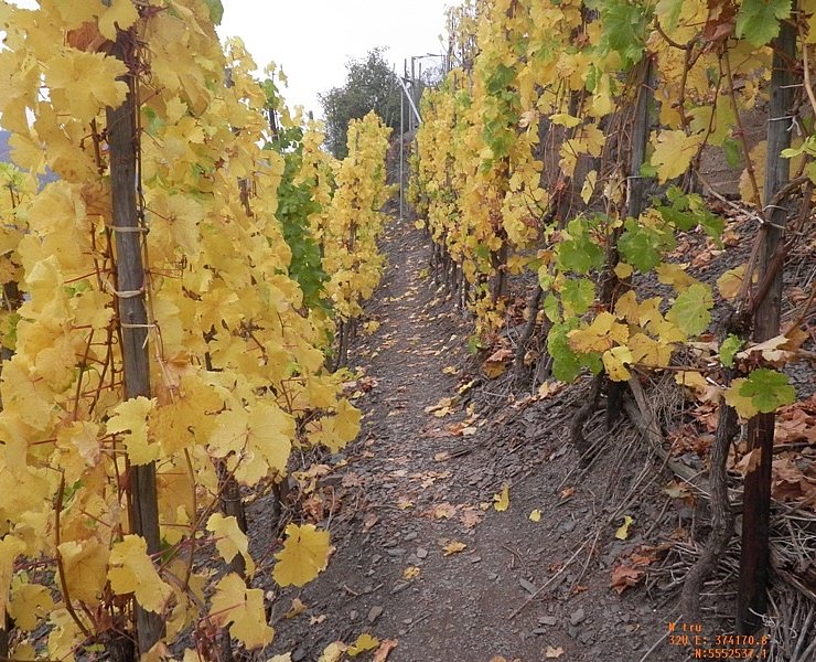 Pfad durch die Weinberge zwischen Beilstein und Bruttig-Fankel