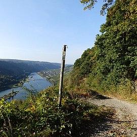Abstieg nach Enkirch