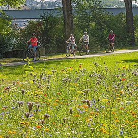 Moselradweg (5)