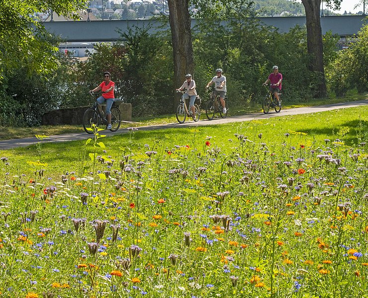 Moselradweg (5)