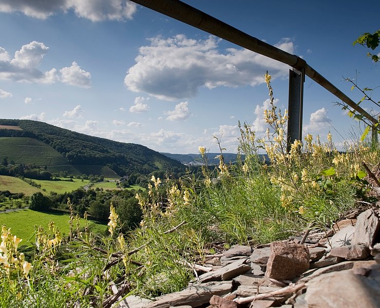 Wein und Schiefer am Wegesrand im Ruwertal