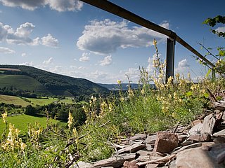 Wein und Schiefer am Wegesrand im Ruwertal