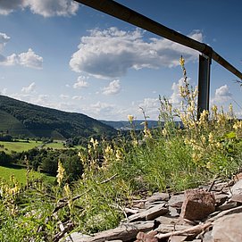 Wein und Schiefer am Wegesrand im Ruwertal